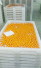 Anti material plástico alto do Pe das bandejas da secagem de Temprature para secar o cozimento de congelação