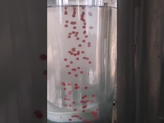 Máquina da capsulagem de Olive Oil 13kw Softgel do óleo de Canabis